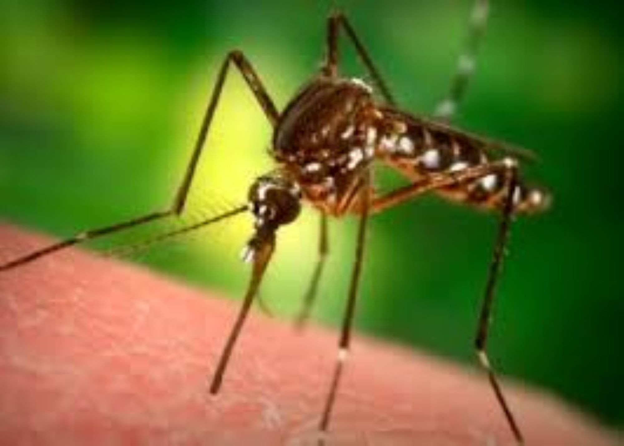 Moustiquaires traitées aux insecticides longue durée