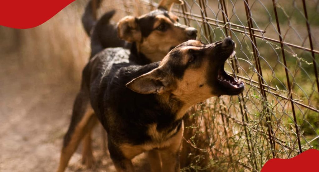 Trans Nzoia : une famille en détresse alors que son fils décède après avoir prétendument été mordu par les chiens du voisin