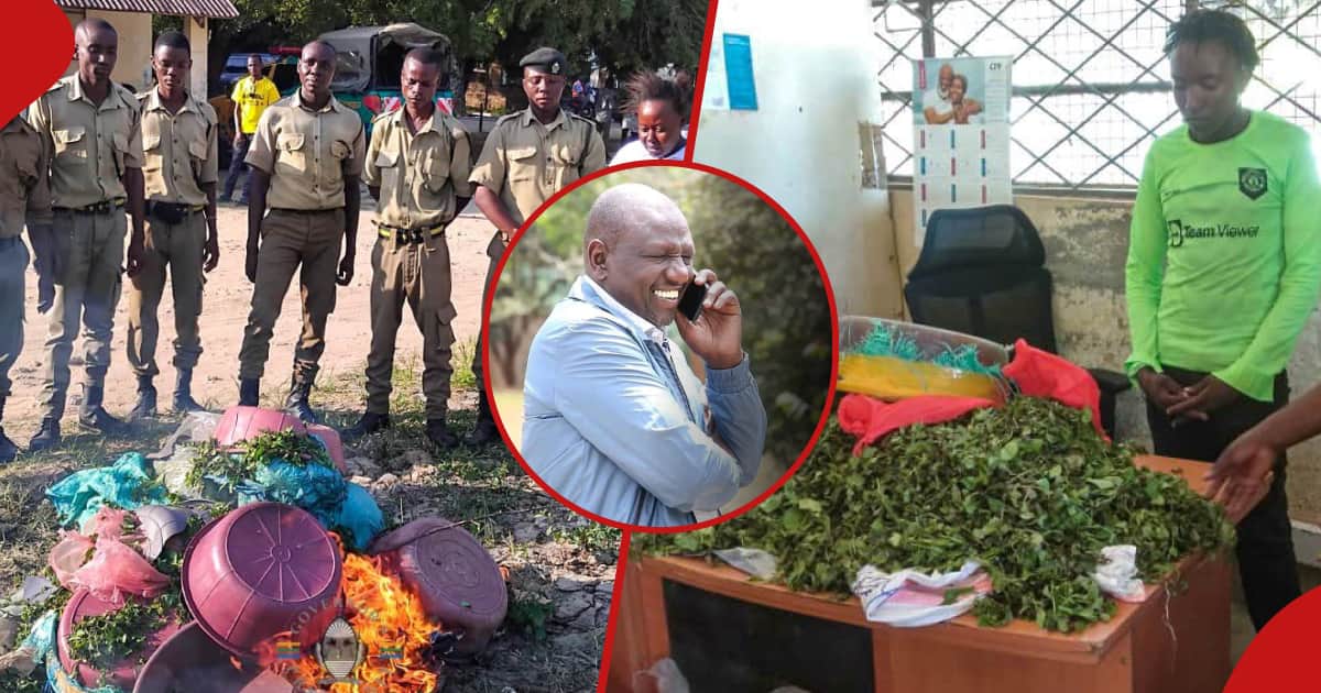 Le comté de Kilifi brûle 7 sacs de Muguka malgré l'intervention de William Ruto pour lever l'interdiction