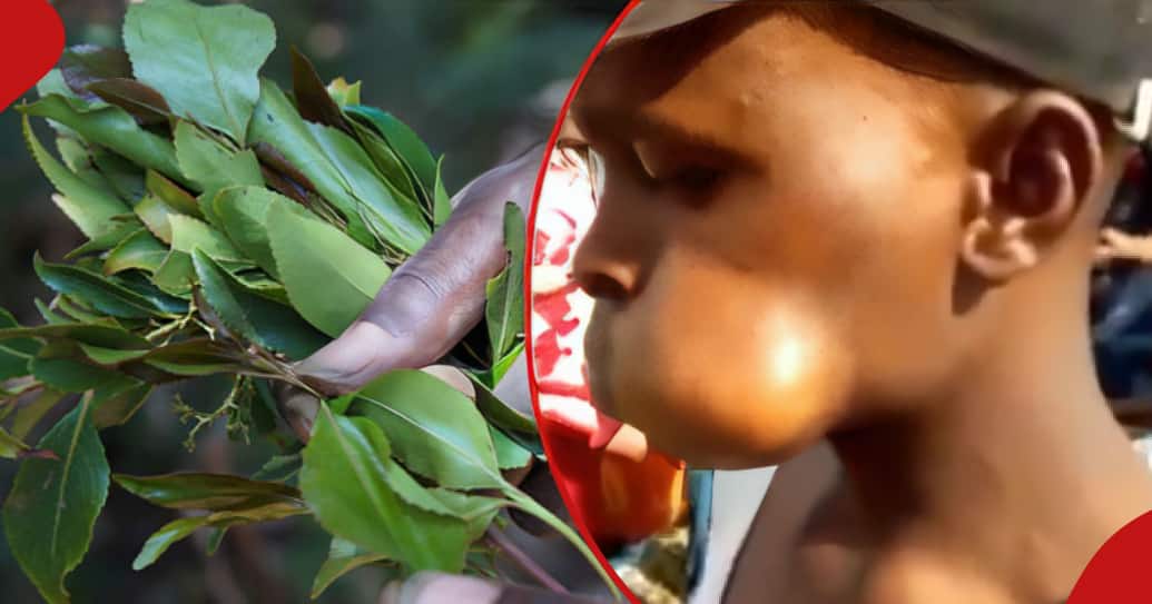 Le comté de Kilifi interdit la vente et la distribution de Muguka et de produits : « Inaharibu Watoto Wetu »