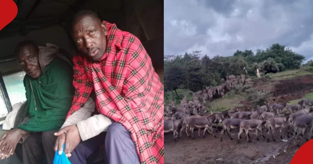 Narok : 2 hommes emmenant 81 ânes à un abattoir local arrêtés par des détectives