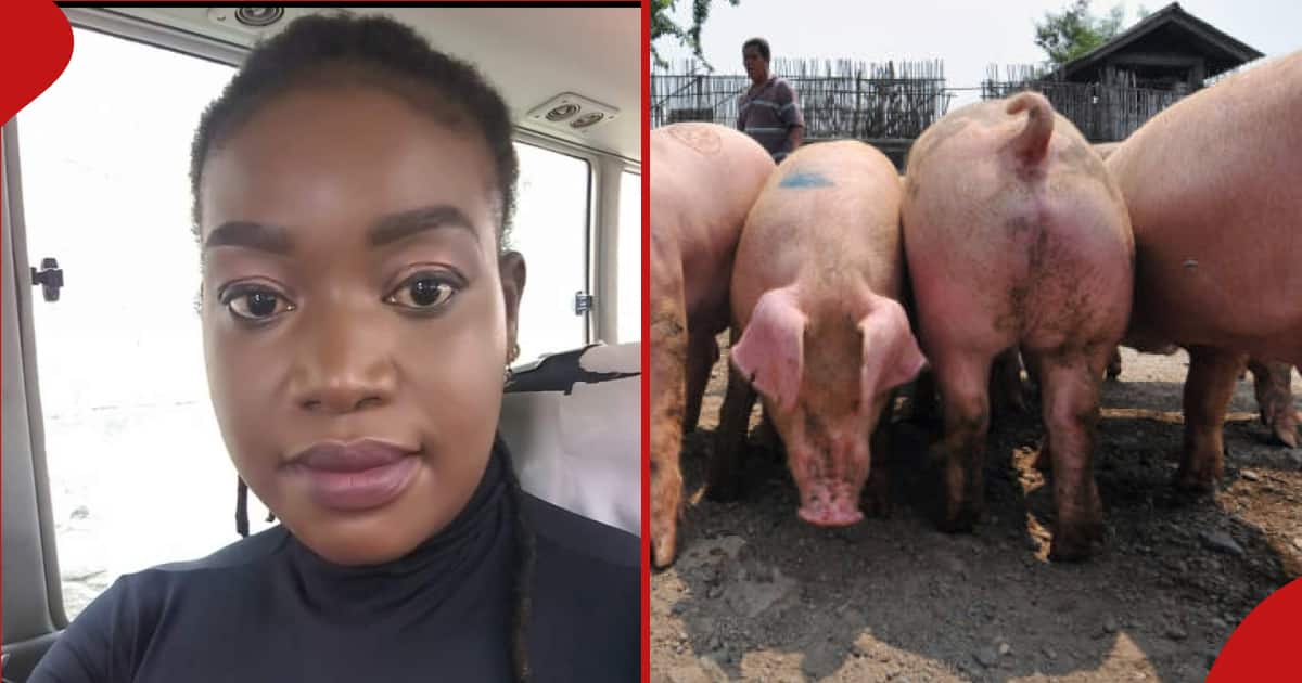 Une femme de Gitaru raconte de manière hilarante comment les porcs qu'elle a vendus à son client sont rentrés chez eux : "Peut organiser une manifestation"