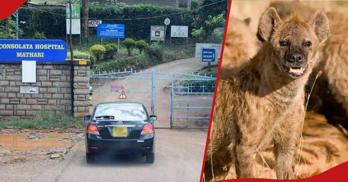 Une hyène blesse grièvement un homme d'Isiolo après avoir échoué à trouver un moyen de s'échapper d'un enclos à moutons