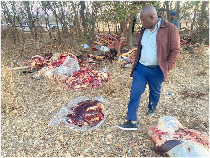 Cattle rustlers steal 21 beasts, slaughter and skin 9 of them