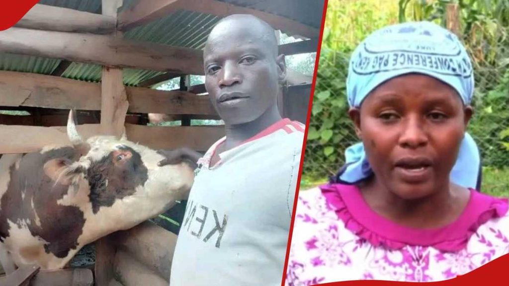 Kakamega : le deuil d'un passionné de tauromachie qui meurt en promenant son taureau