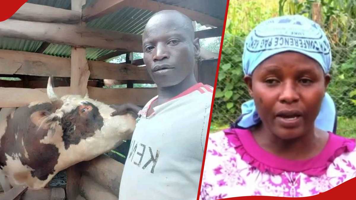 Kakamega : le deuil d'un passionné de tauromachie qui meurt en promenant son taureau