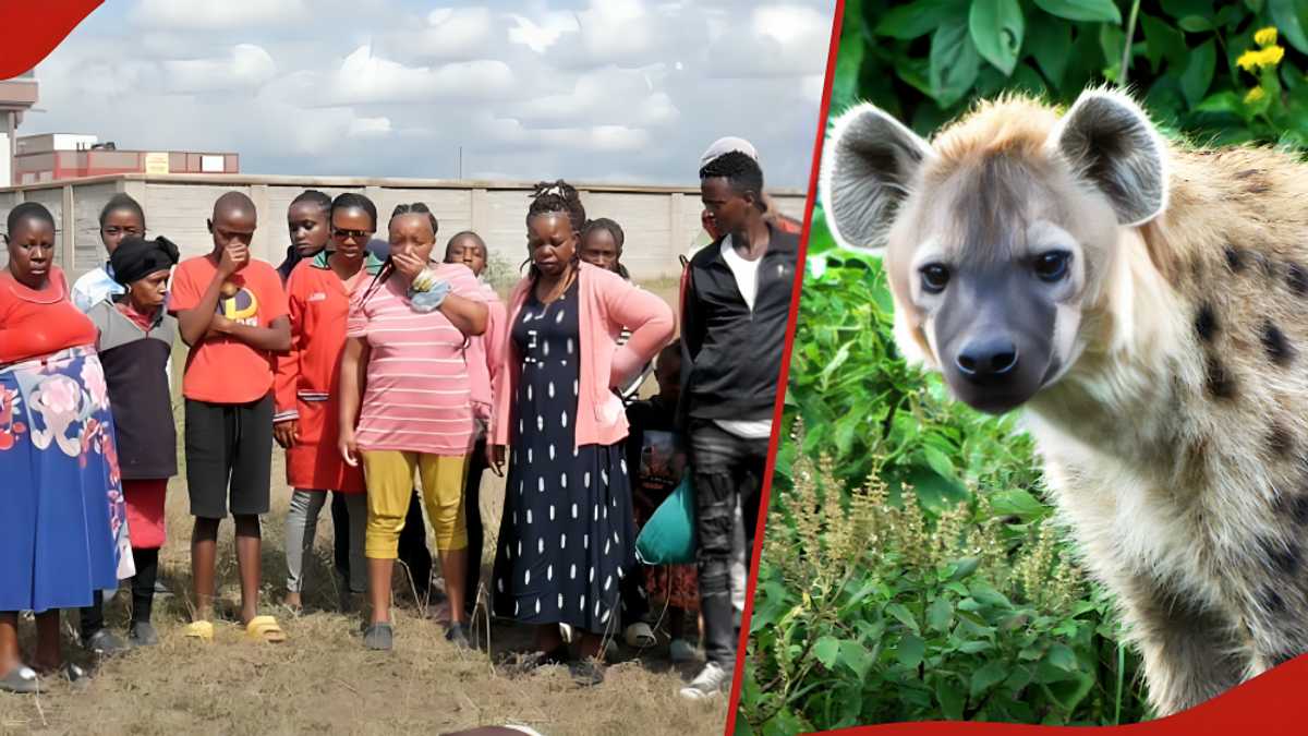 Opération Ondoa Fisi : le KWS se mobilise pour apprivoiser les hyènes à Juja après avoir agressé une femme de 52 ans