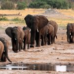 Zimbabwe to cull 200 elephants to feed people left hungry by drought