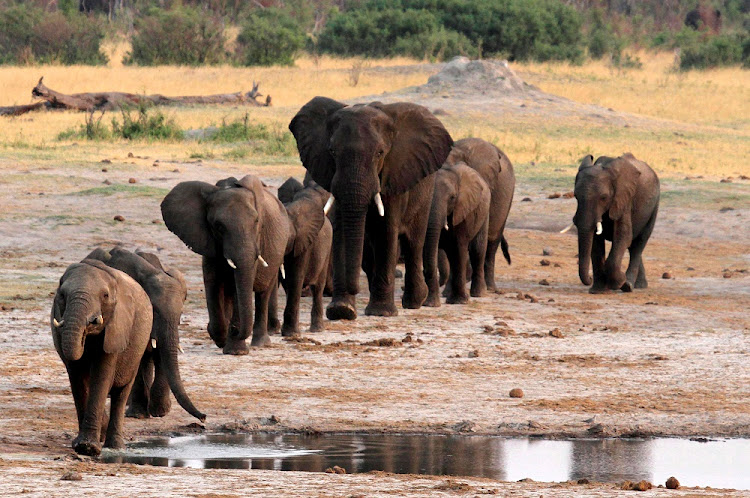 Zimbabwe to cull 200 elephants to feed people left hungry by drought