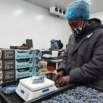 Zimbabwe aims to become a key blueberry supplier
