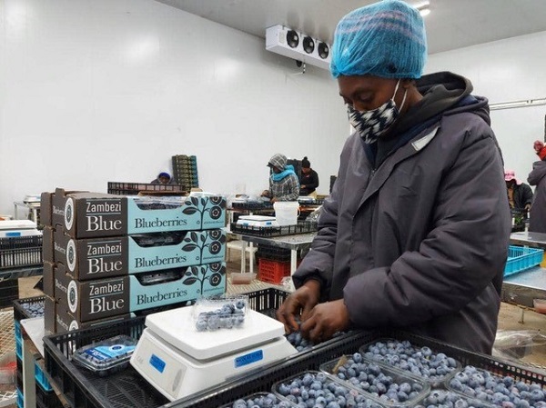 Zimbabwe aims to become a key blueberry supplier