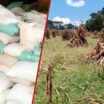 Les agriculteurs de Trans Nzioa dénoncent les bas prix du maïs alors que la saison des récoltes commence : « 10 sacs ne peuvent pas rapporter 30 000 KSh »