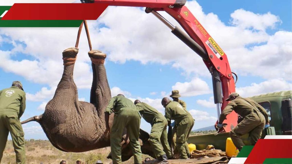 Le Kenya Wildlife Service transfère 50 éléphants vers un parc plus grand en raison de la surpopulation