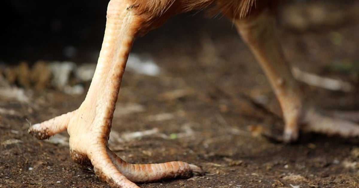 Les consommateurs continuent de ressentir les effets de l'épidémie de grippe aviaire, selon la Commission de la concurrence