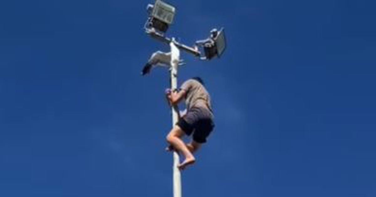 Un jeune écologiste escalade un poteau de 20 m pour libérer une mouette