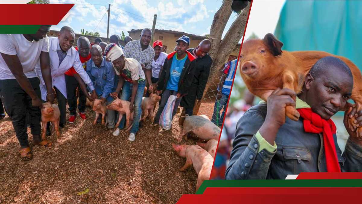 Wamatang'i distribue des porcelets aux résidents de Kiambu dans le cadre du plan d'autonomisation économique