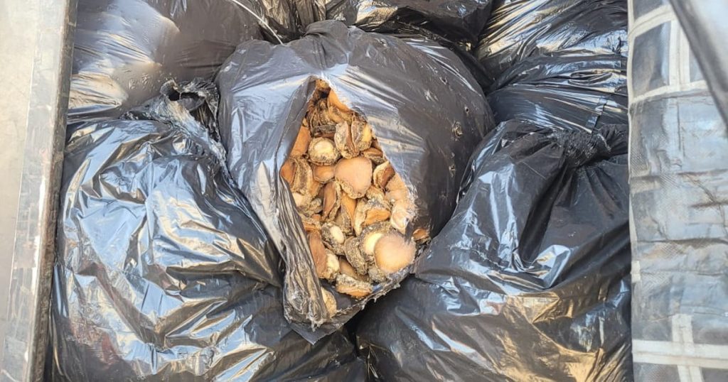 La police du WC arrête 2 suspects avec des ormeaux d'une valeur estimée à 7 millions de rands à Wellington