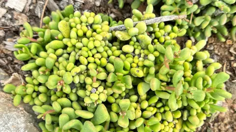 Thuthuka Zondi / Usine BBC