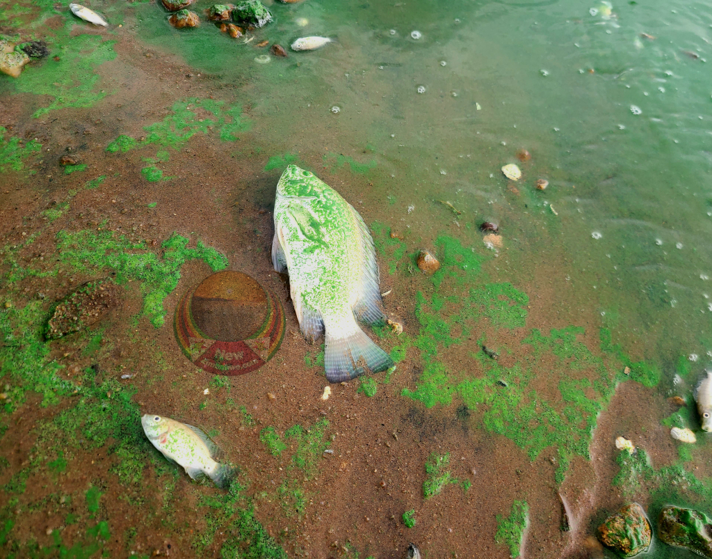 Fishing activities suspended at Lake Chivero following contamination exposè