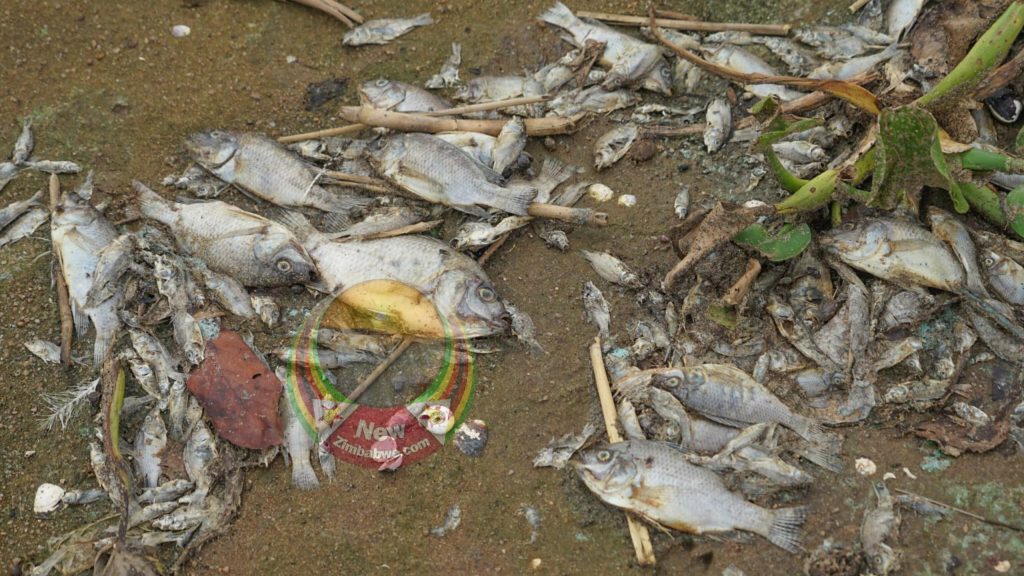 En images : Des milliers de poissons meurent après la contamination du lac Chivero par des cyanobactéries