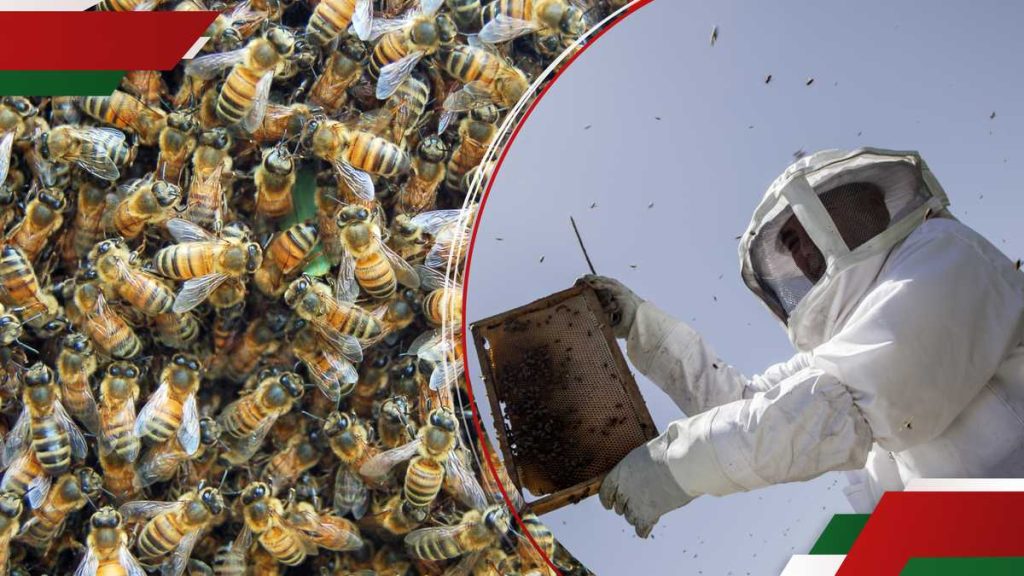 Kirinyaga : Drame lors de la cérémonie funéraire alors que les abeilles attaquent les personnes en deuil et en blessent plusieurs