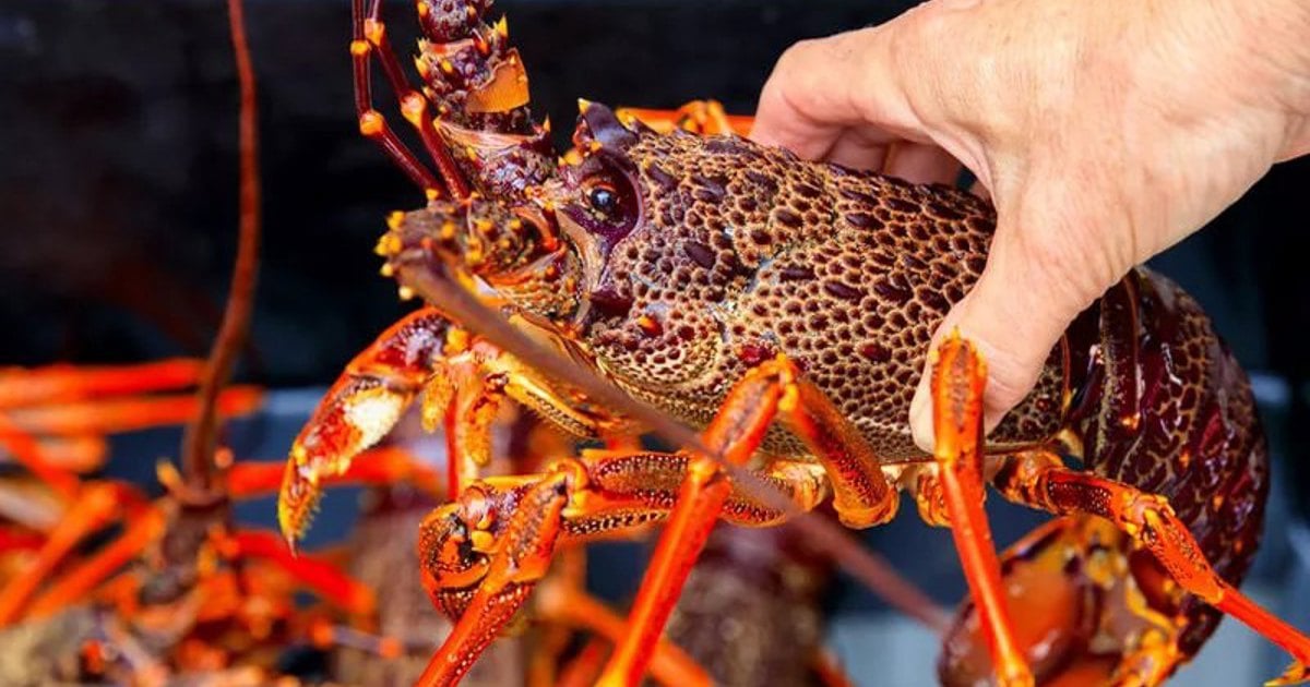 Les pêcheurs locaux devraient travailler avec la police pour protéger les langoustes de la côte ouest, affirment des militants
