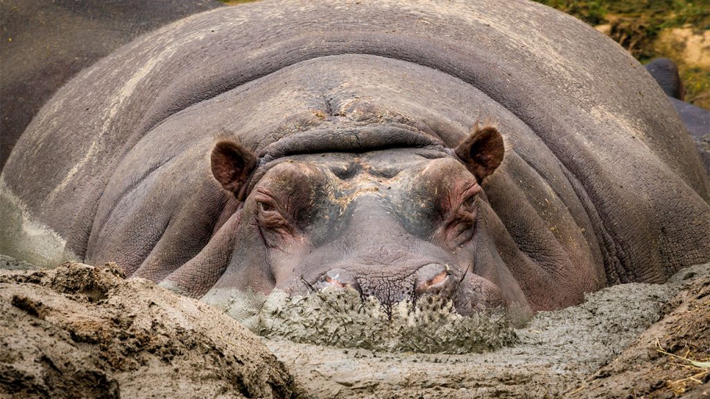 19 Hippos die mysteriously in the last three months — ZimParks official 