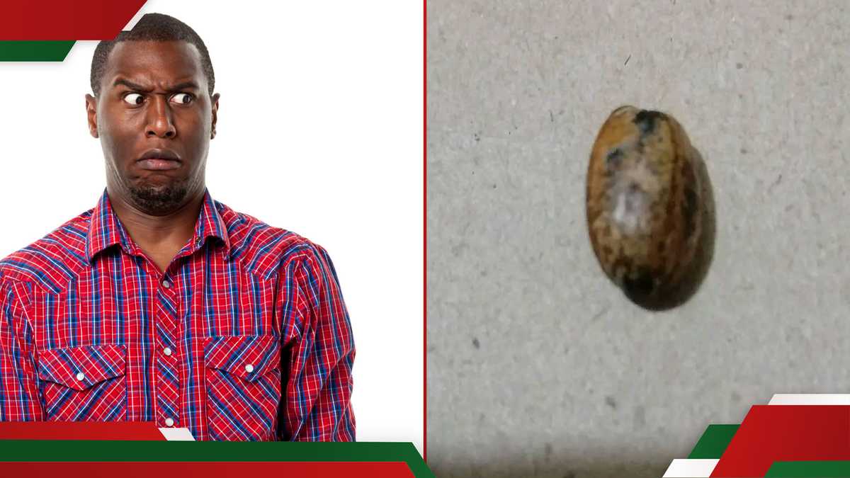 Des Kenyans partagent des expériences déchirantes après avoir consommé des graines de ricin : « Niliendesha »
