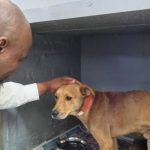 La SPCA du Cap de Bonne-Espérance recherche un nouveau foyer pour un chien en deuil nommé « Sergent »
