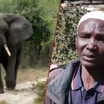 Laikipia : une veuve raconte en larmes le moment où son mari a été piétiné à mort par un éléphant