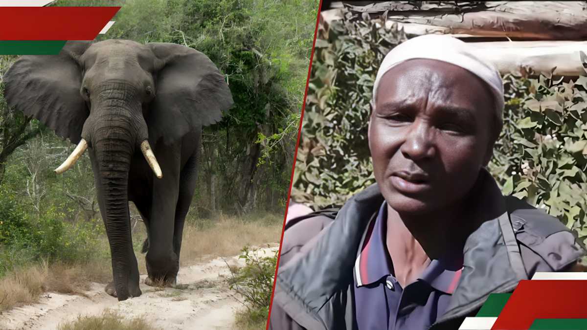 Laikipia : une veuve raconte en larmes le moment où son mari a été piétiné à mort par un éléphant