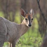 Poaching lands villager in court, slapped 12 months imprisonment