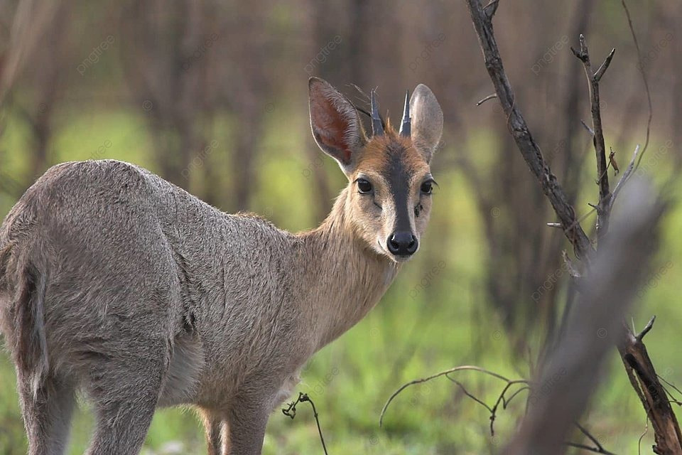 Poaching lands villager in court, slapped 12 months imprisonment