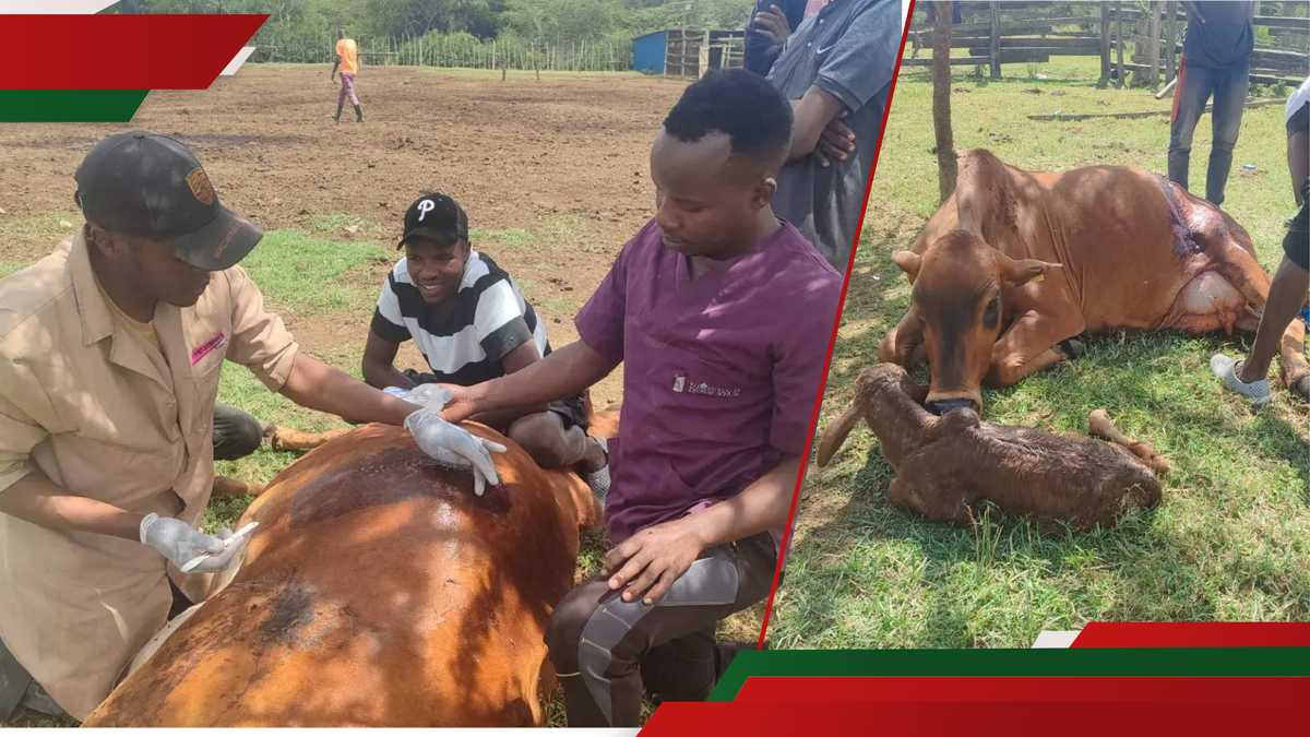 Les Kenyans sont étonnés alors qu'un médecin vétérinaire réalise avec succès une deuxième césarienne sur la même vache