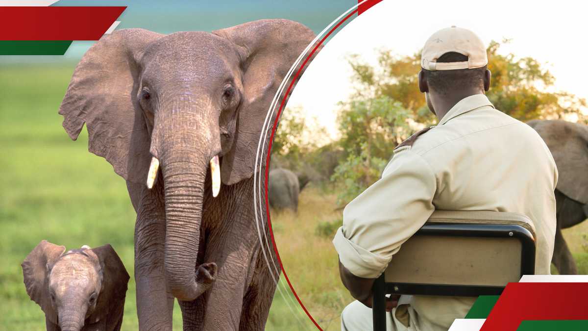 Les habitants de Nyahururu protestent contre les attaques d'éléphants rebelles qui tuent un homme chez lui : "Tumeskia Uchungu Mwingi"