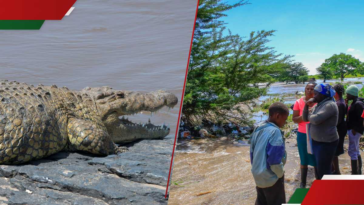 Siaya : une femme de 32 ans mutilée par un crocodile alors qu'elle allait chercher de l'eau au lac Victoria