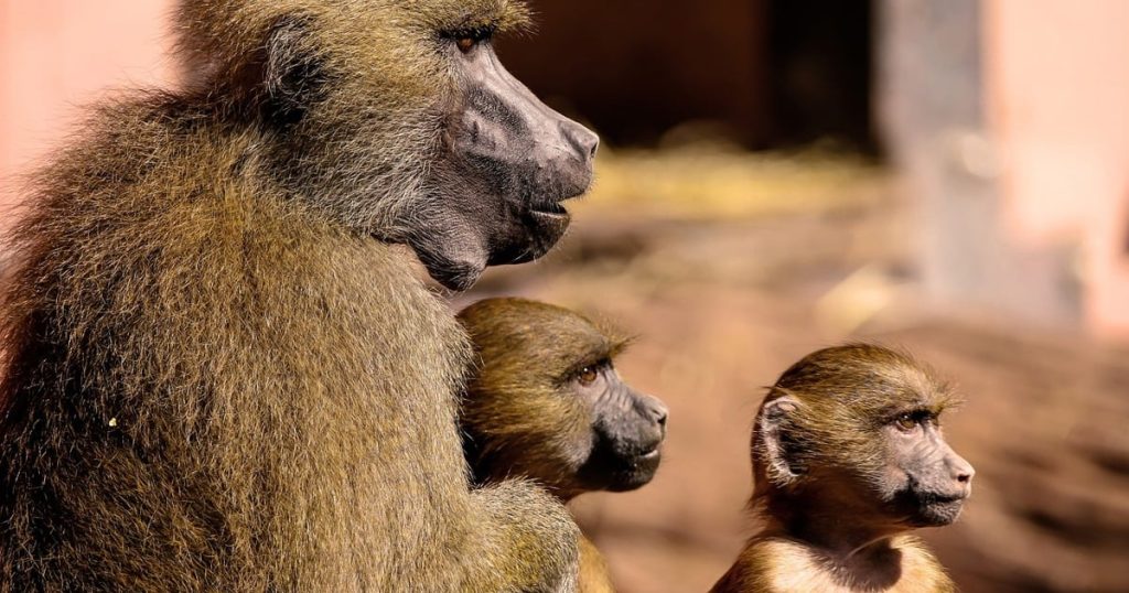 COCT, Shark Sotters s'associe pour contrôler la population du babouin