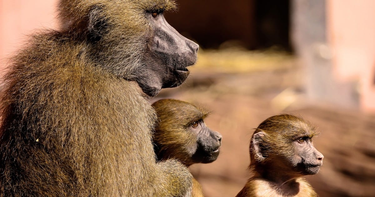 COCT, Shark Sotters s'associe pour contrôler la population du babouin