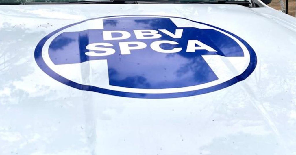 Cape of Bood Hope SPCA découvre le deuxième anneau de lutte contre les chiens en cinq jours; Un suspect a arrêté