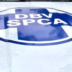 Cape of Bood Hope SPCA découvre le deuxième anneau de lutte contre les chiens en cinq jours; Un suspect a arrêté