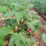 COTTCO expects bumper harvest during 2024/25 season 