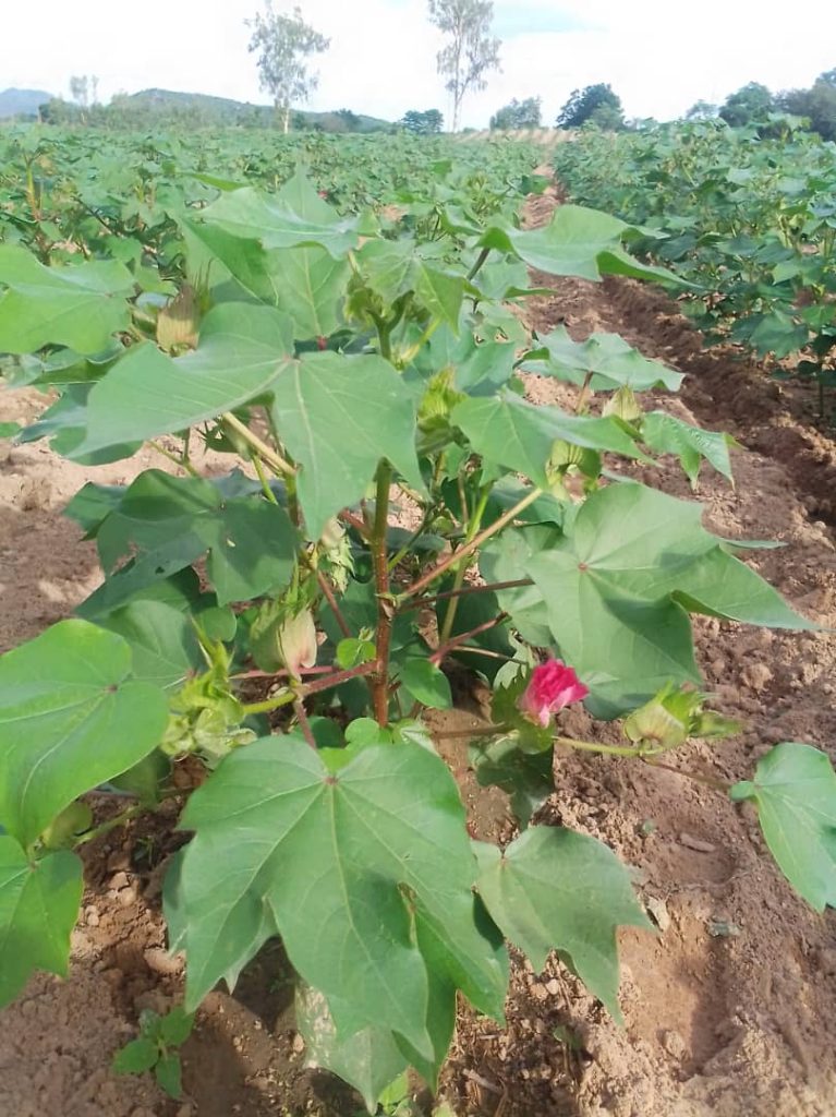 COTTCO expects bumper harvest during 2024/25 season 