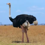 Harare men locked up for stealing seven ostriches