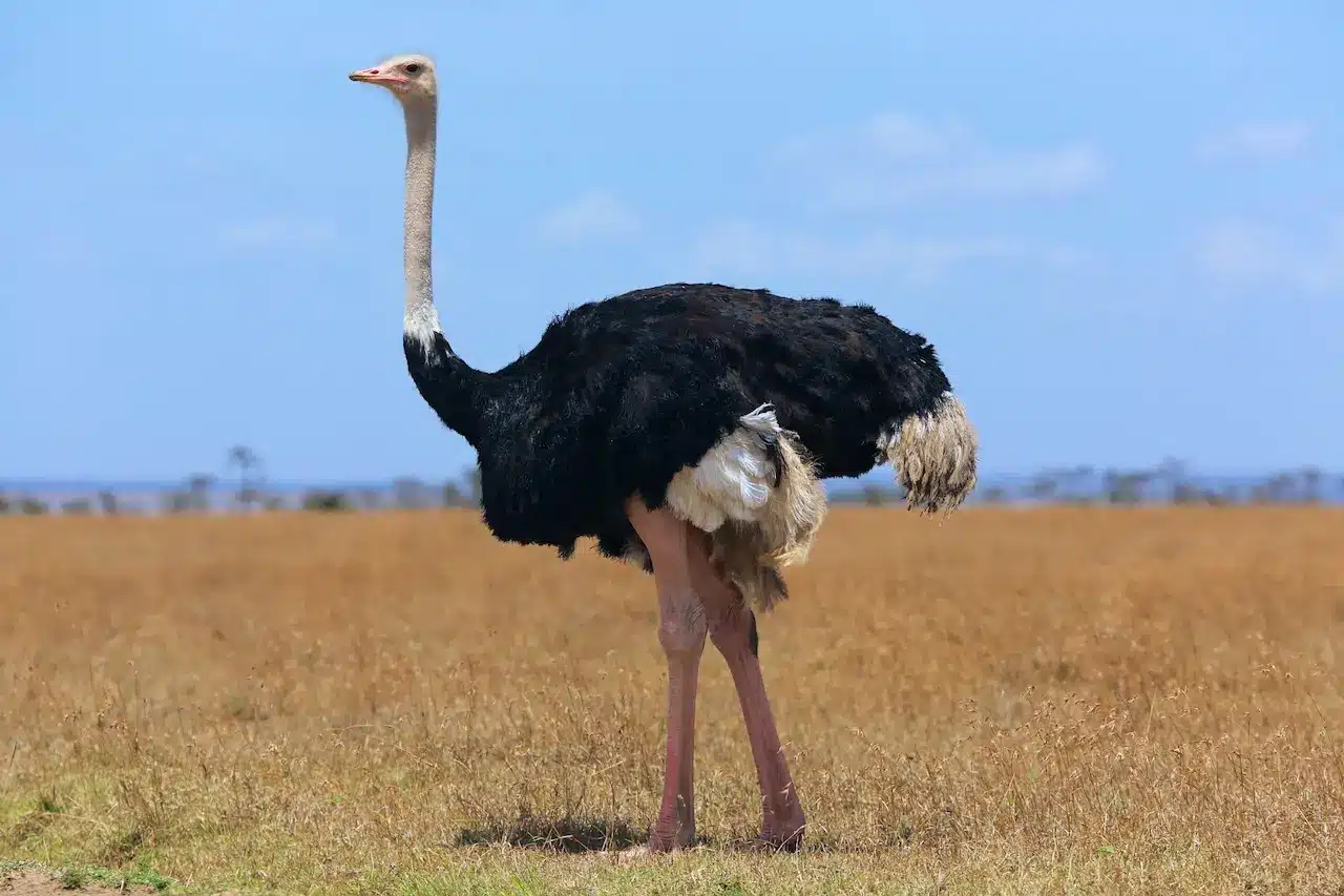 Harare men locked up for stealing seven ostriches