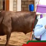 Kakamega: La famille de chef retourne la vache, l'argent donné par les politiciens après le chaos de l'enterrement