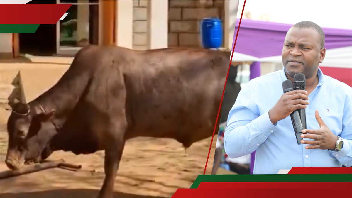 Kakamega: La famille de chef retourne la vache, l'argent donné par les politiciens après le chaos de l'enterrement