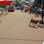 Kirinyaga réside dans les bras en hausse chez les chiens errants: «Wanakula Kila Kitu»