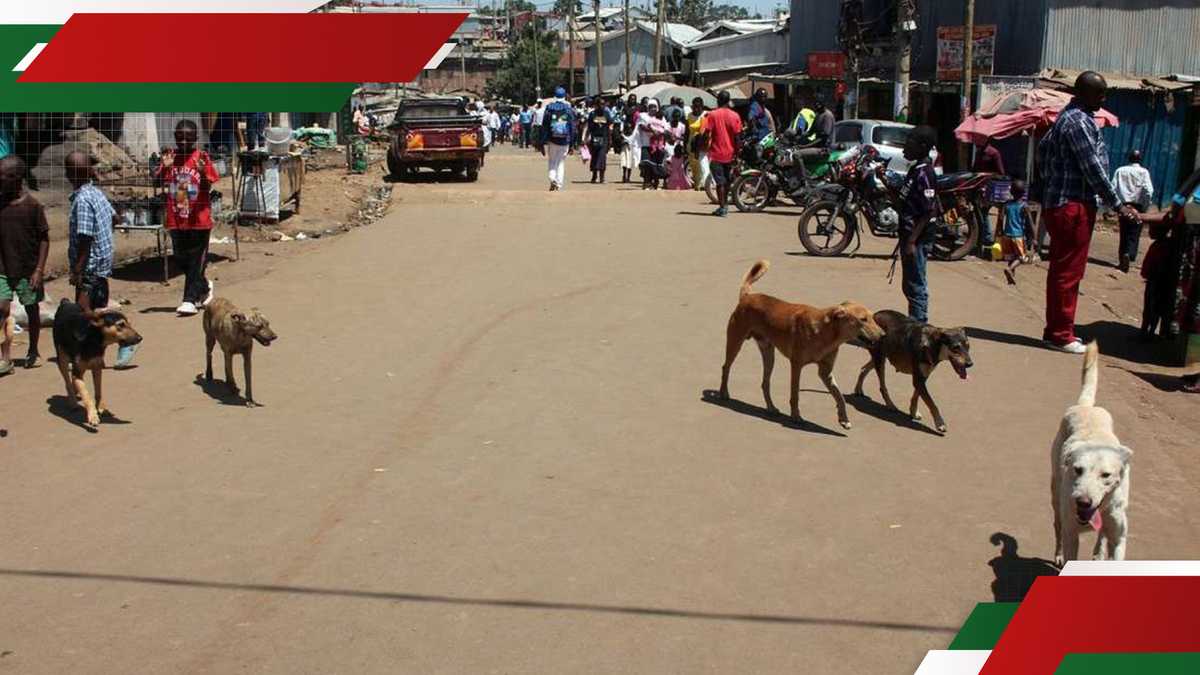 Kirinyaga réside dans les bras en hausse chez les chiens errants: «Wanakula Kila Kitu»