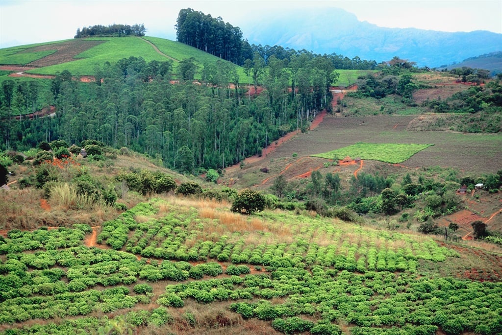Zimbabwe compensating ex-white farmers for ‘developments’ while ignoring the Africans who worked on the land – says CCC MP
