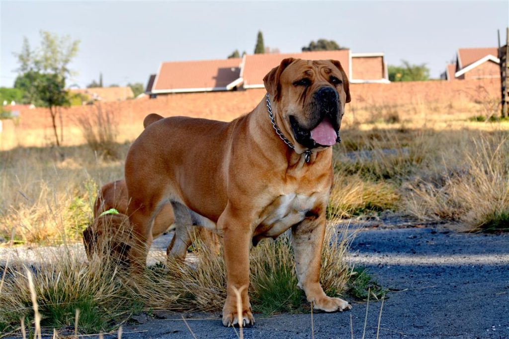 Bulawayo council intensifies crackdown on dog owners